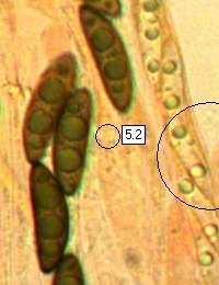 Xylaria Polymorpha Figure 4